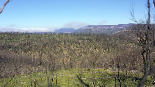 在澳洲地区发生林火后穿过森林再生树木飞行的空中录像片视频