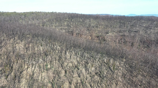 区域澳洲地区野火后森林再生的空中录像片段视频