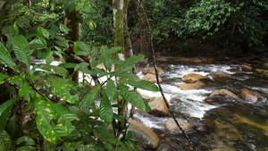 绿树和清净的溪水18秒视频