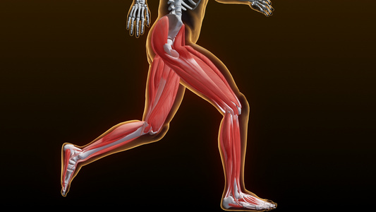 腿部肌肉运动原理动画视频