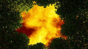 绿树的树冠其底有橙色的天空22秒视频