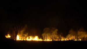 在亚西亚砍伐森林的雨林夜间火焰和大烟雾19秒视频