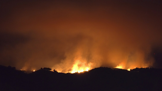 在山上燃烧林木的火柴烧焦了山上的森林树视频