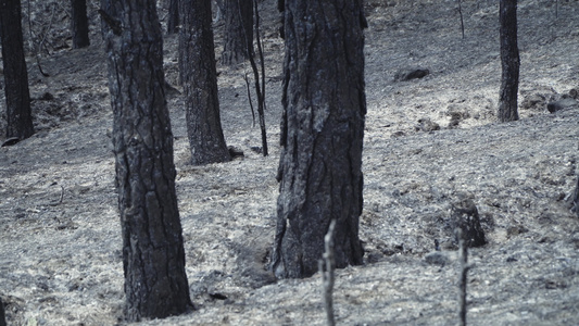 林后火灾灰灰灰灰和烧焦树木现场视频