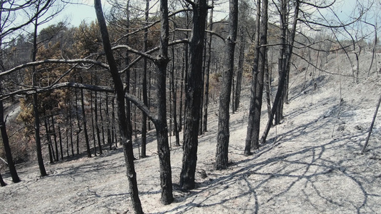 森林火灾残余物烧焦树木和灰土视频