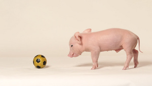 实景棚里的迷你猪踢足球28秒视频
