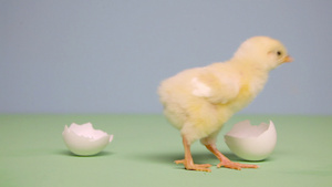 蓝色背景下站在蛋壳旁的小鸡8秒视频