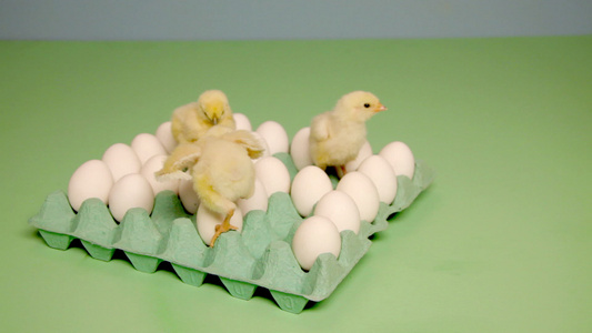 小鸡看着纸箱里的鸡蛋视频