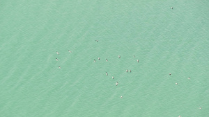 从上面飞对热带岛屿的鹳群翱翔的鸟儿自由和自然的象征24秒视频
