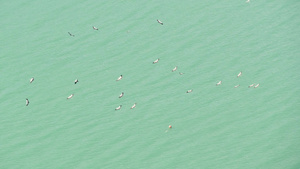 对热带岛屿的鹳群翱翔的鸟29秒视频