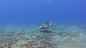 热带浅礁湖中游泳的大型海龟26秒视频