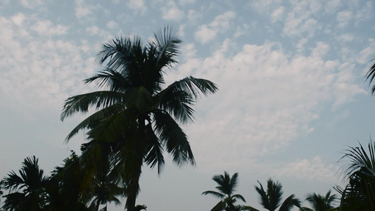 在剪影阳光背光的椰子树冬天有浮云的白色日出天空季节性视频