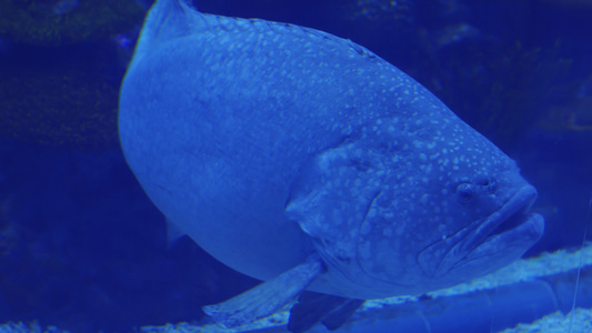 海底世界中的大石斑鱼视频