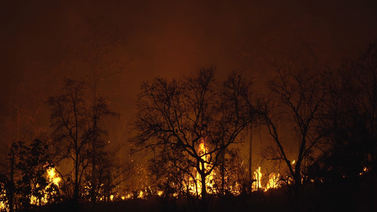 森林火灾产生的热热烟雾视频
