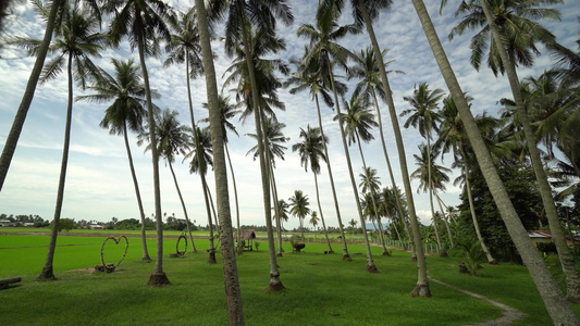 空中移动注意椰子种植园的景象视频