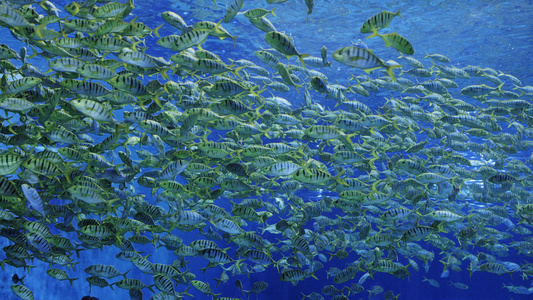 海底世界中的鱼群视频