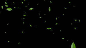 4K绿叶粒子飘落元素10秒视频