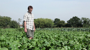 农民在田间采摘新鲜甜菜根19秒视频