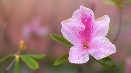 清晨的光线露水沾湿鲜花视频