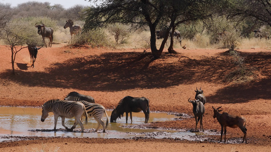野生和斑马在水坑里喝水视频