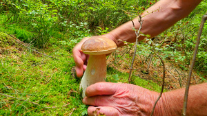 在秋天的森林里采蘑菇牛肝菌生长在早晨潮湿的森林草丛15秒视频