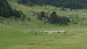 山中牧草中的牛群9秒视频