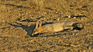深卡拉哈里沙漠的斗篷狐狸19秒视频