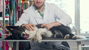 男性兽医在诊所检查一只狗的皮毛8秒视频