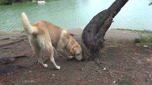 湖边的狗狗视频