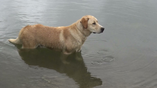 狗狗从水里出来视频