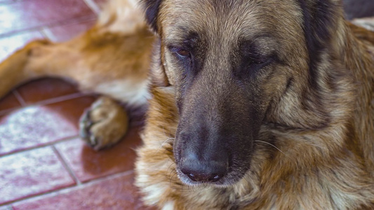 德国牧羊犬关闭3视频