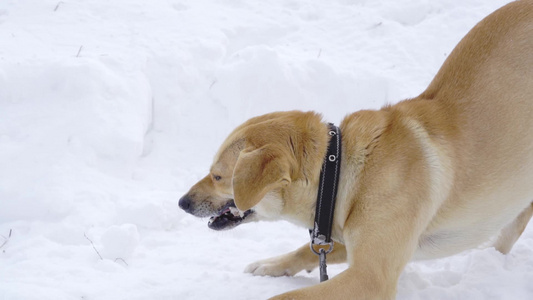一只浅棕色狗在冬天吃骨头慢慢地在冬季运动视频