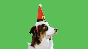 绿色屏幕上的圣诞狗12秒视频