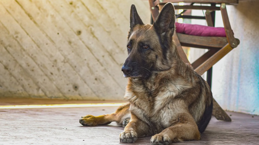 德国牧羊犬休息视频