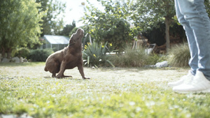大棕色狗在阳光明媚的后院3玩捉鱼游戏17秒视频