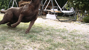 拉布拉多狗在后院捡球17秒视频