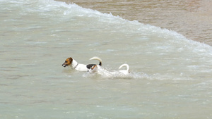 沙滩上的杰克·鲁赛尔特瑞犬30秒视频