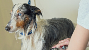 被兽医诊所专业美容师洗的可爱小狗9秒视频