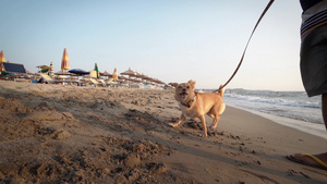 在沙滩上玩得开心的狗狗15秒视频