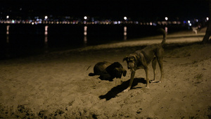 三只流浪狗在海滩上过夜11秒视频