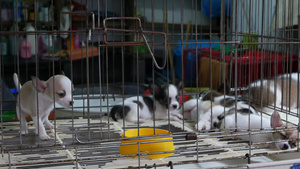 市场上笼子里的可爱小狗泰国曼谷乍都乍市场上可爱的小狗14秒视频