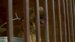 在动物收容所的笼子里哭狗14秒视频
