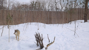一只成年狼在雪中行走9秒视频