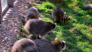 一群浣熊在绿草上行走11秒视频