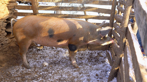 农村农场上的棕色猪12秒视频