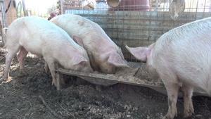 养殖场的猪17秒视频