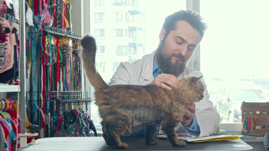 快乐的男兽医医生在诊所宠爱可爱猫视频