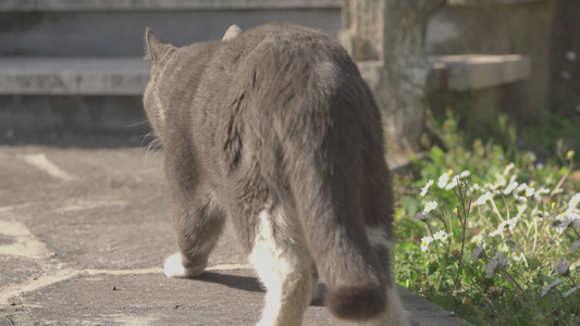 猫在花园中行走视频