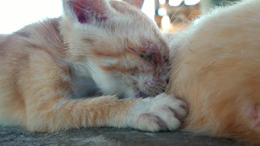 可爱的橙色猫在吸奶视频
