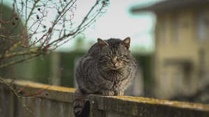 坐在低墙上的猫28秒视频